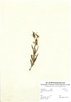 藏品(玉山沙參)的圖片